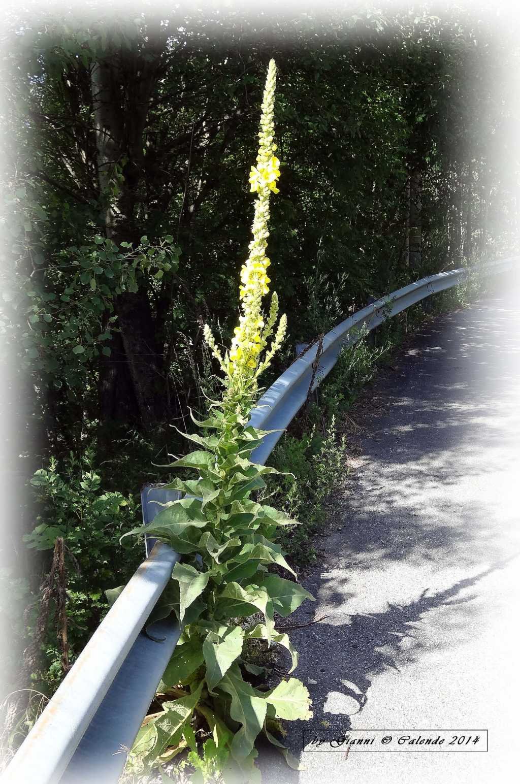 Verbascum thapsus